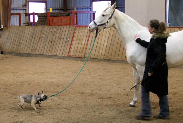 Pearl i tovtrækning med Fransk Bulldog