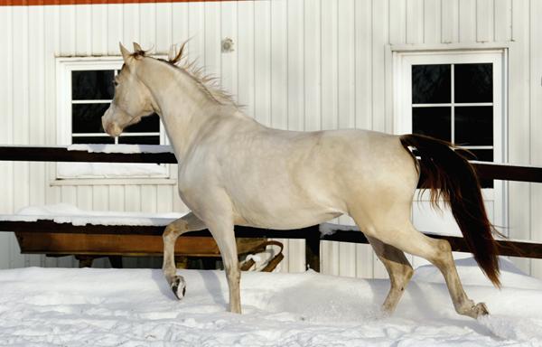 Har jeres brogede skønheder blommer?