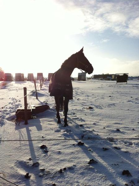 Hest med dårlig mave...