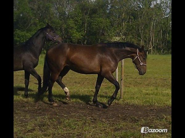 Hjælp til at finde en hest ! :) 