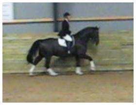 farve til dressur ikke hvid