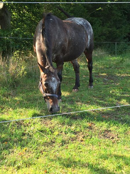 HJÆLP! Er der nogen der kender Sally