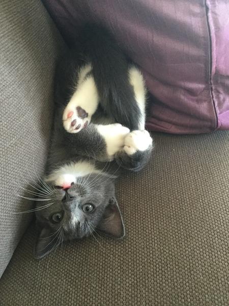 Ny kattekilling i et hestehjem