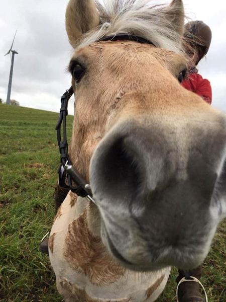 white line disease. erfaringer/viden 