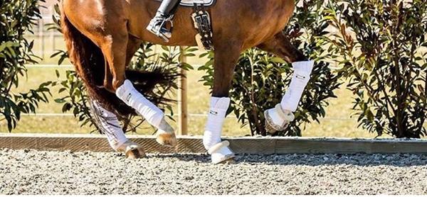 Bandageunderlag over hestens knæ hvorfor?