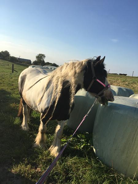 Erfaring med at sælge hest på afbetaling