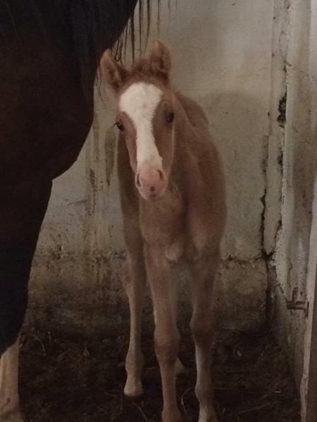 vil i ikke hjælpe min pony ind?