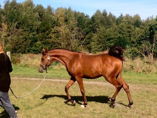 Opstaldning i Lyngby, Gentofte, Charlottenlund og omegn