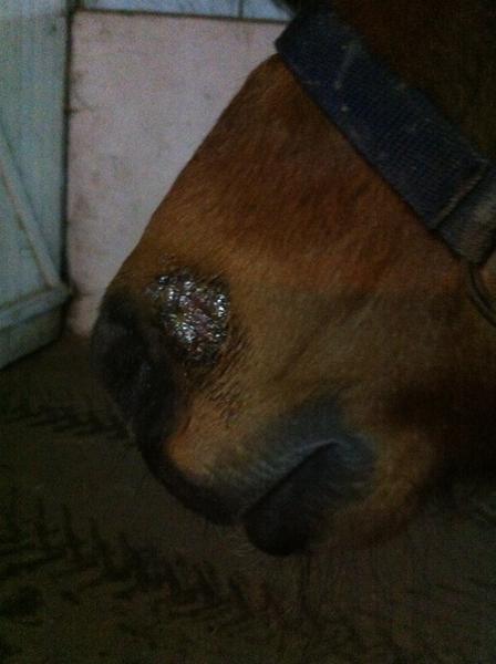 Nogen der har forstand på ringorm?