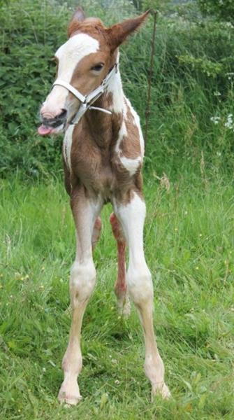 Fra føl til ridehest