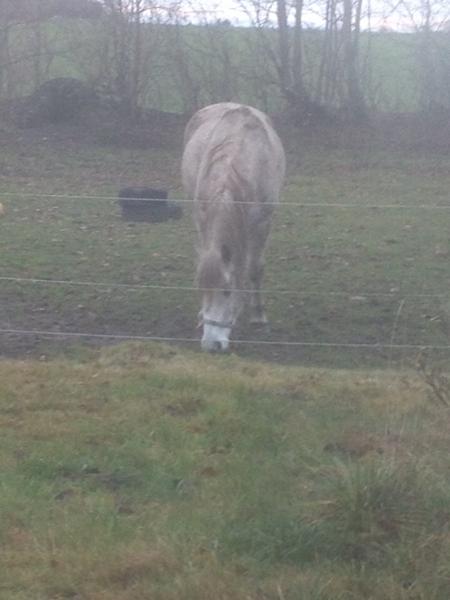 Oprette hest