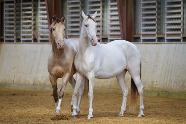 Big Lick bannet i USA