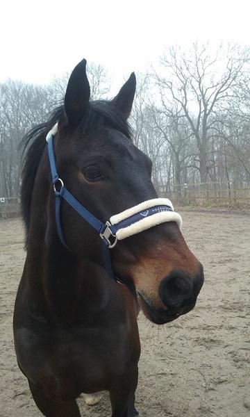 masta dynamix dækken