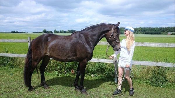 Sælge unghest på 3 1/2 år, tvivl om prisen? 