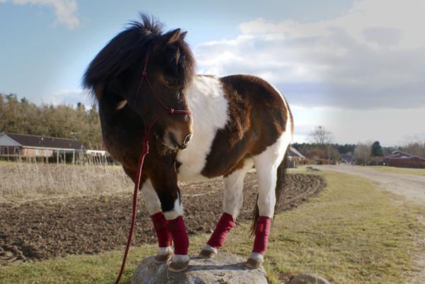 Udfordringer på HG