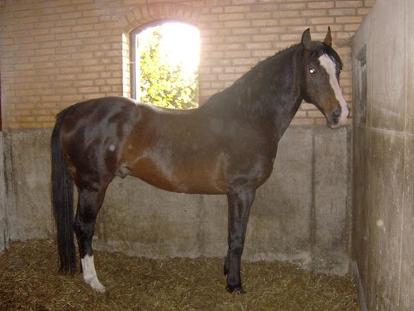 Hingst Ravelli z