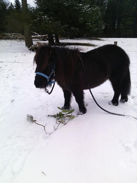 søger sted til shetlænder hingst