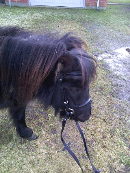 shetlænder: hjælp til stamtavle. 