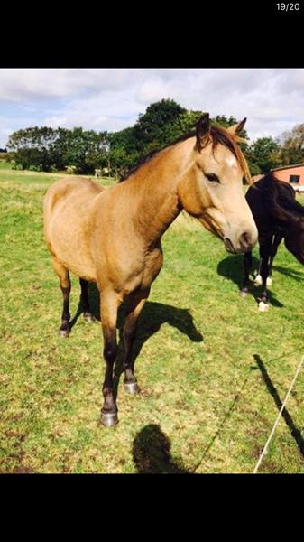 Værdi af hesten/pony