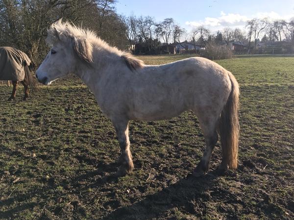 Erfaringer med bomløs sadel