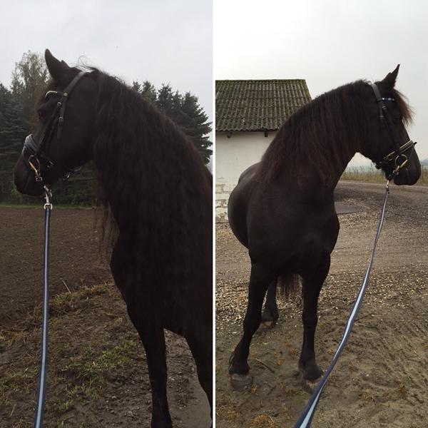 Frieser Øst afholder stævne den 9. April