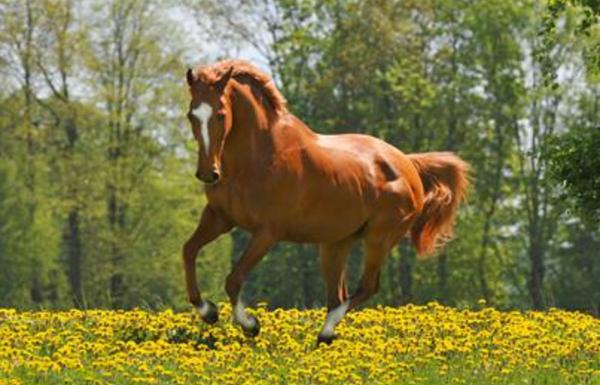 Hvilken galop er dette?