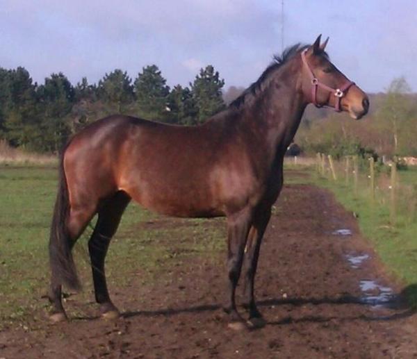 Valg af DV Hingst