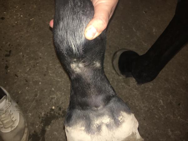 Mug eller gnave-"sår"  fra klokker?