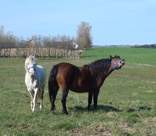 Kender du Gribsvads Fannie