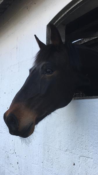 Min hest er en djævel overfor min part