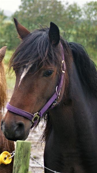 Welsh Cob størrelser