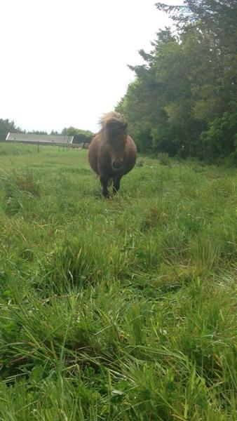 Er vores shetlænder ifolet? 