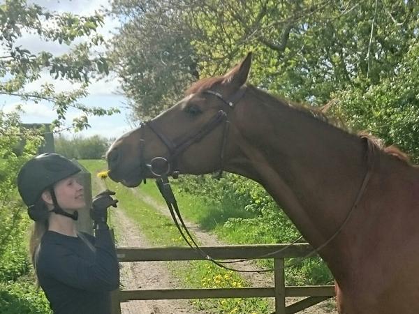 Opstaldning i KBH - f.eks. Taastrup - søges - Maks 3500 kr