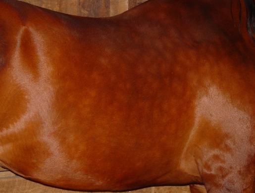 Anbefalelsesværdig, parfumefri showshine?