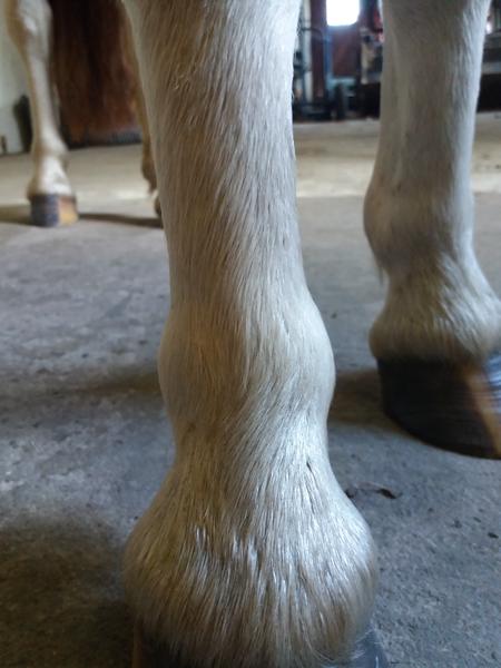 begyndende forfangenhed? 