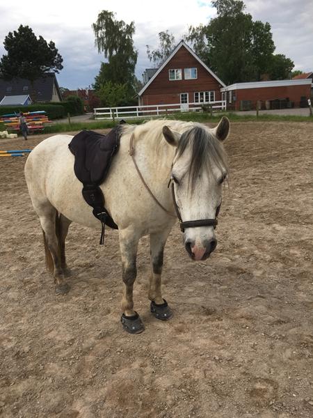 Pony med skæv muskulatur