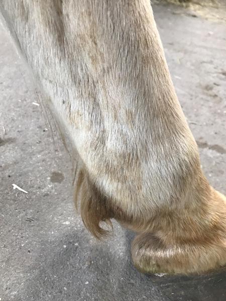 Galle på indersiden af kodeled