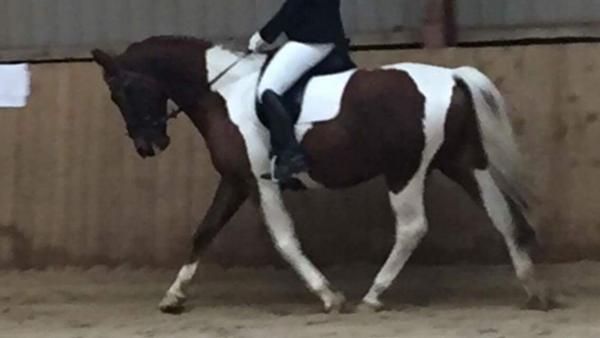 Hammelev rideklub/er der nogle der kender