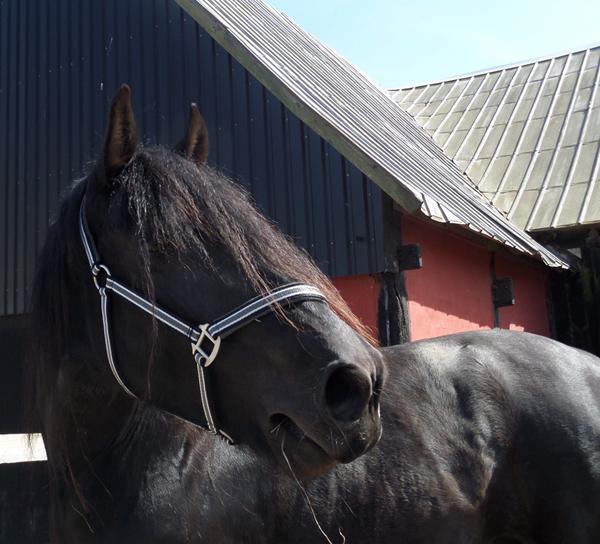 Hvilke trenser passer til frieseren?