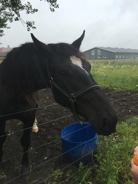 2 års, hva skal den lære først!?