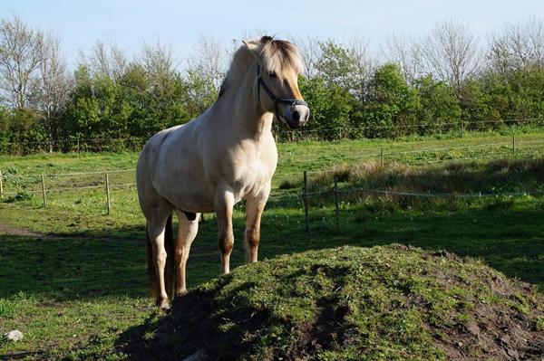 Hvor meget er han ca værd?