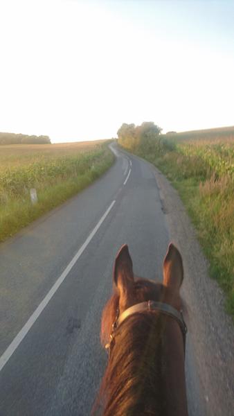 Morgen/Midt på dagen/aften/ligegyldigt? 