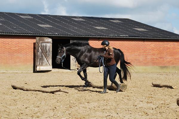 Arrangementer i midtjylland