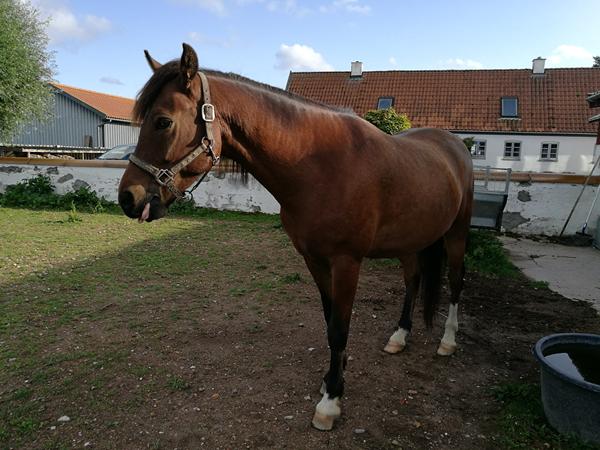 Min pony ville ikke springe