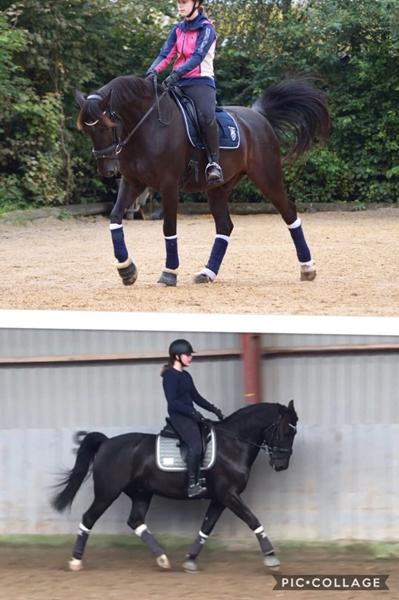 Kan en hest blive for stor til at springe?