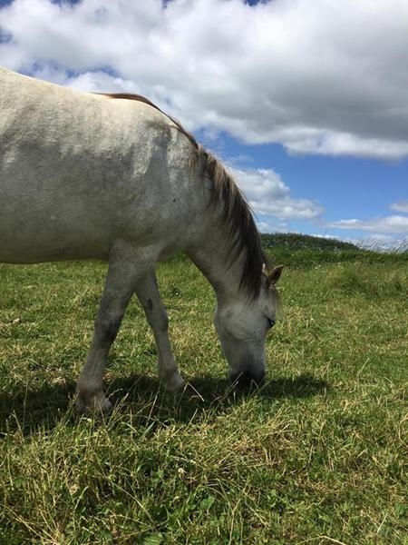 horsemanship med ung hest 