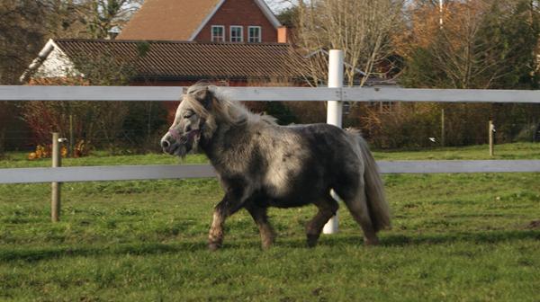 Vægttab shetlænder - hvordan gør jeg?