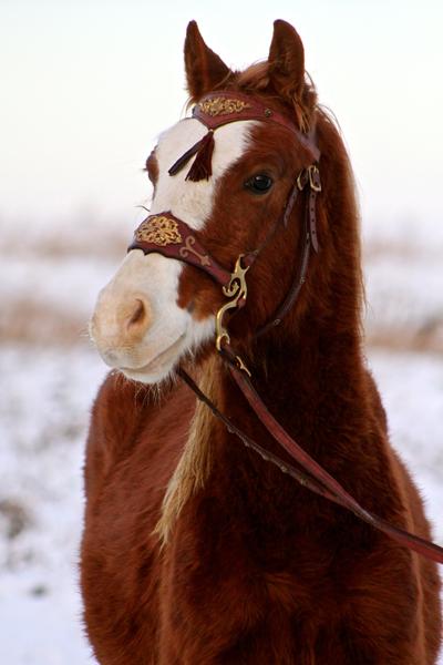 Hvornår havde jeres hest trense på for første gang? :) 