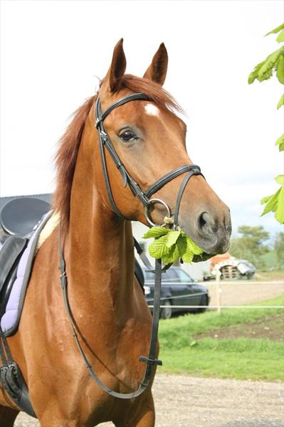 ******Søger min gamle hest******