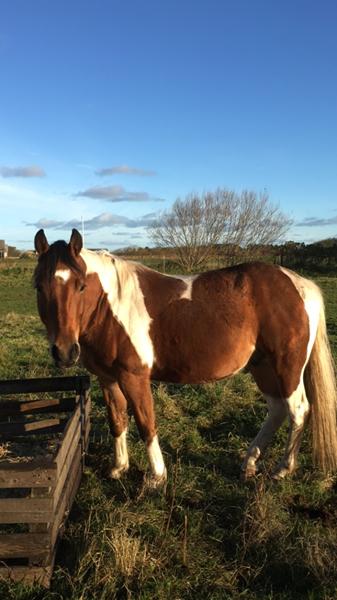 Vandretur på Hærvejen med hest? 